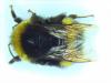 Bombus terrestris